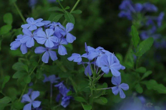 蓝雪花春天怎么养护