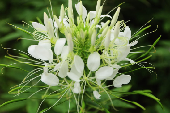 醉蝶花怎么种