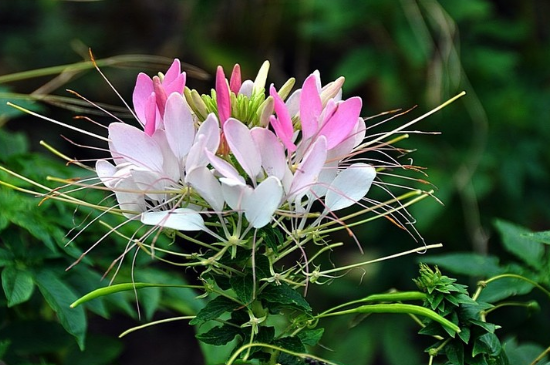 醉蝶花怎么种