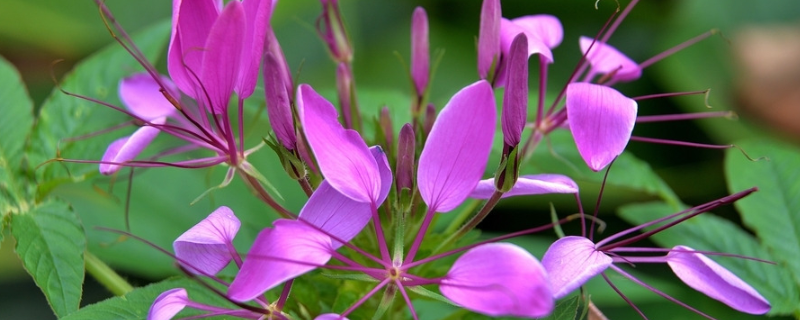 醉蝶花怎么发芽