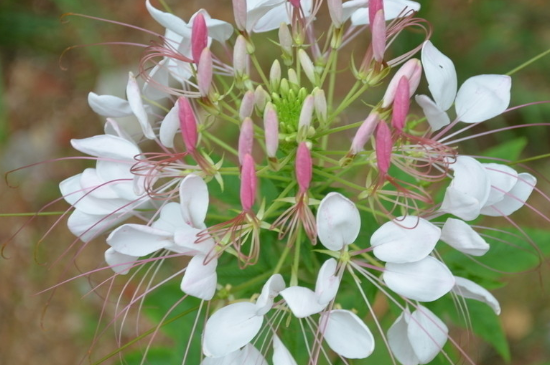 醉蝶花怎么发芽