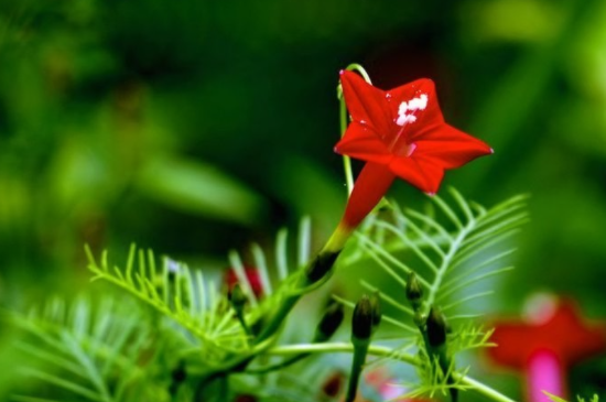 茑萝花的寓意和象征