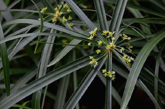 风车草怎么修剪