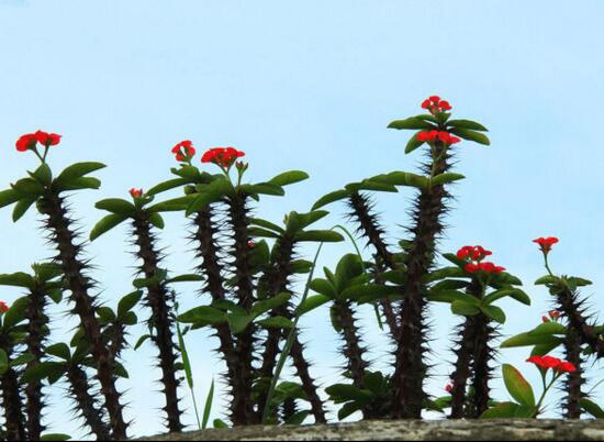 龙骨花为什么不能养，浑身是刺汁液有毒(过于高大)