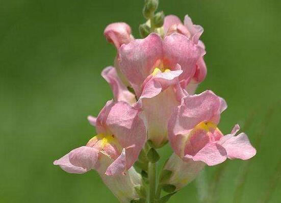 金鱼草花期多长，6月和9月花期1个月/4月花期可延长5个月