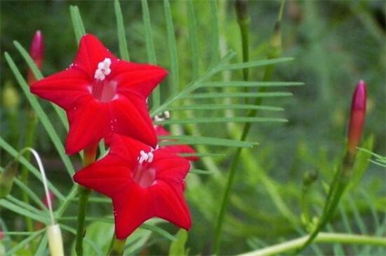 茑萝花种子播种时间，3～4月种植/可适当提前和延后