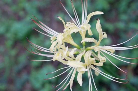 彼岸花又叫什么花