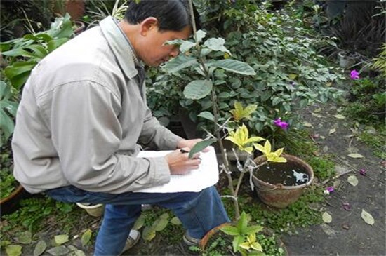 十年的桂花树值多少钱，市场价格为3000元左右