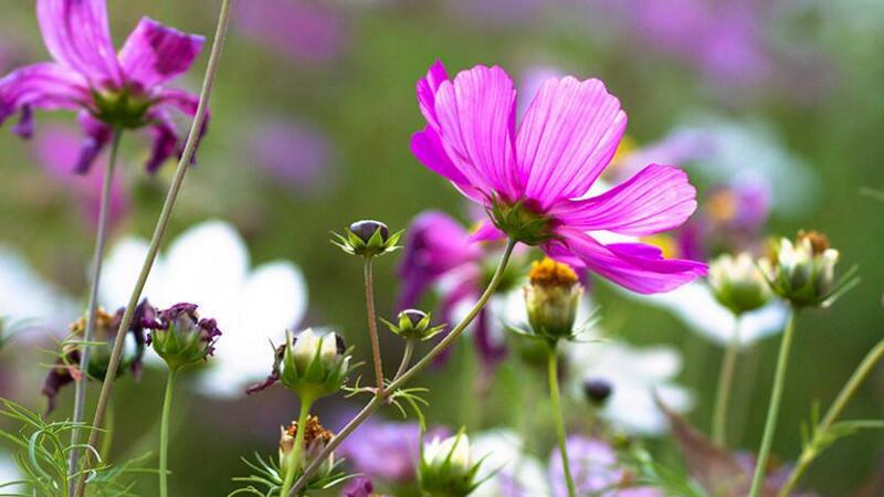 格桑花怎么种