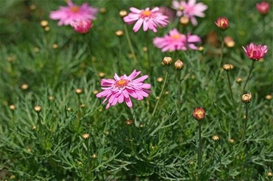 玛格丽特花什么时候开花