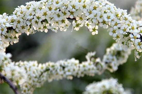 喷雪花花语