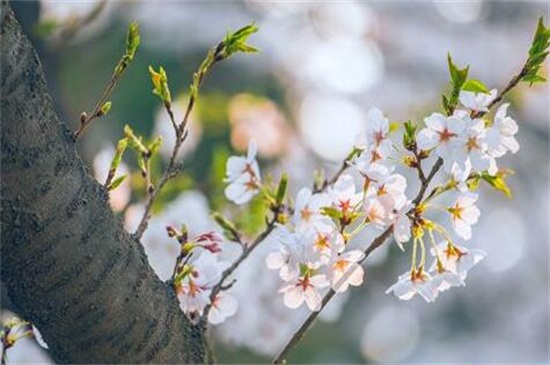 送樱花代表什么意思