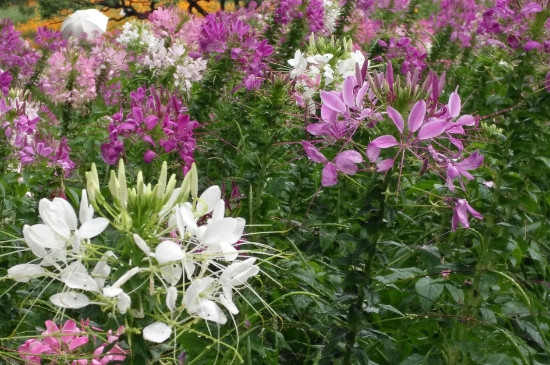 醉蝶花花语和寓意