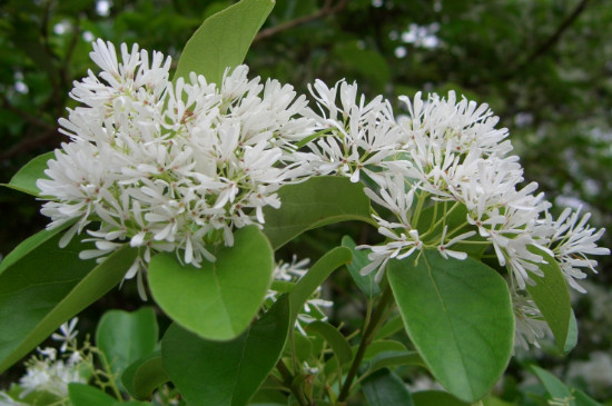 流苏嫁接桂花有啥缼点