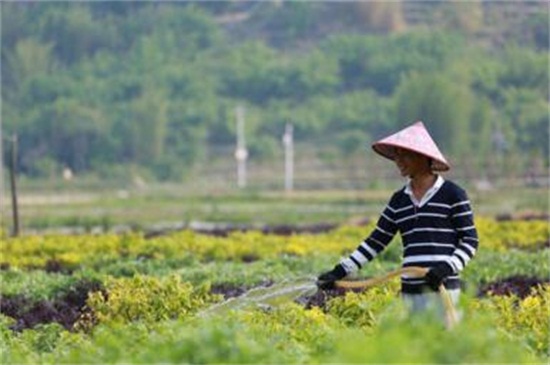 凤仙花可以放室内吗