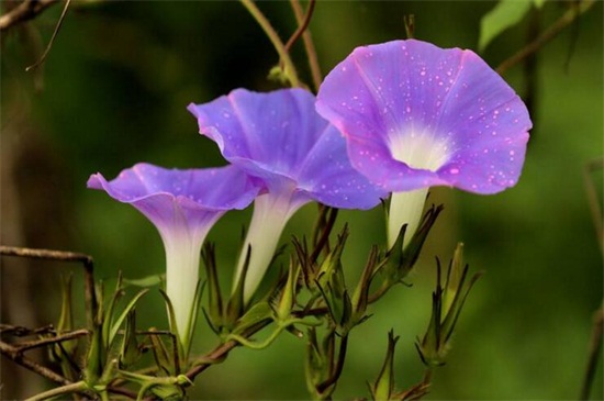 牵牛花传播种子的方法