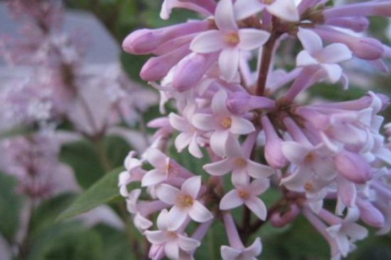 丁香花几天浇一次，日常每隔10天浇水一次