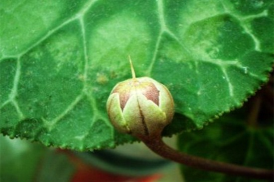 仙客来怎么发芽，4个步骤种植仙客来