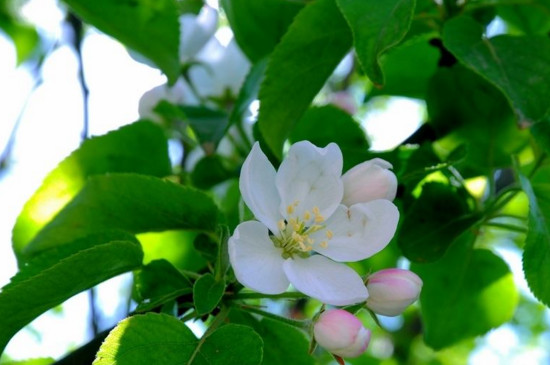 苹果树开花前打什么药