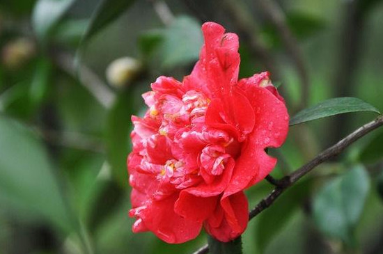 红色山茶花的花语