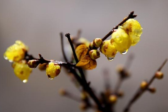 梅花可以放在卧室内吗