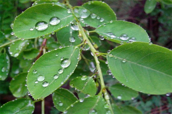 牵牛花传播种子的方法，依靠自身弹射进行传播