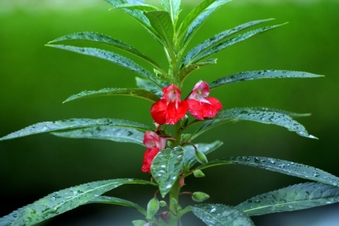 凤仙花植株