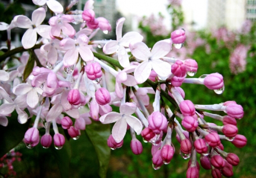 漂亮的丁香花