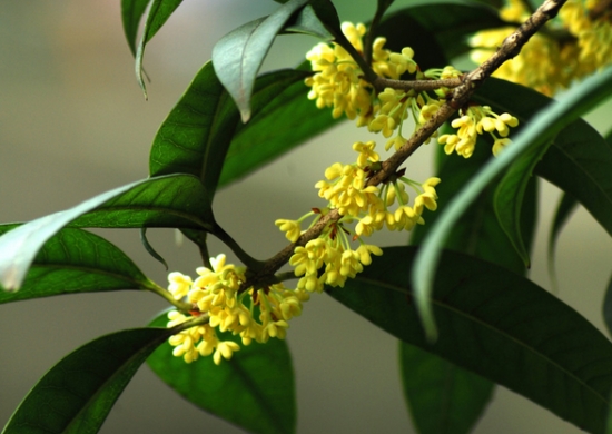 香飘四溢的桂花