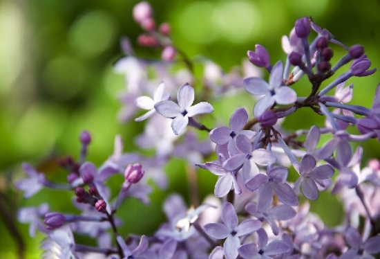 灿烂的丁香花图片