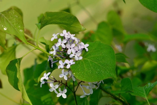 美丽可人的丁香花图片