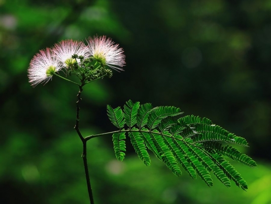 高清合欢花图片