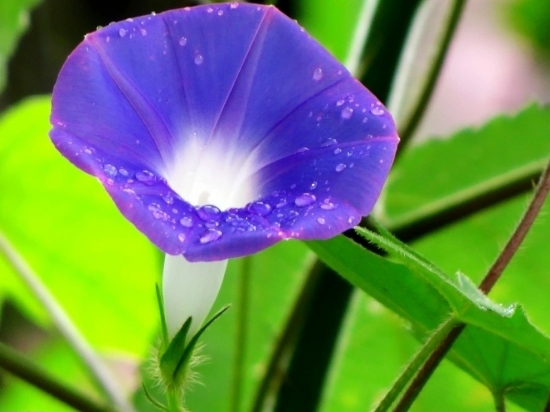 雨后的牵牛花更美图片