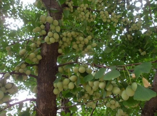 银杏树