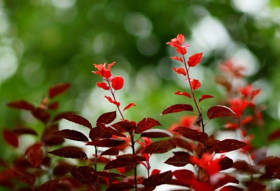 红叶李种植技术