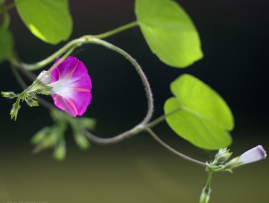 牵牛花