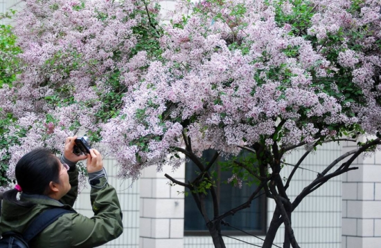 丁香花繁殖方式