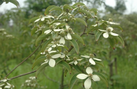 四照花栽培技术