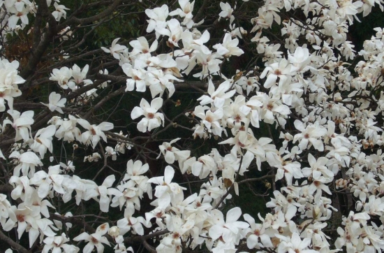 四照花栽培技术