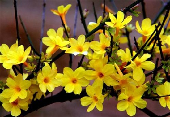 迎春花怎么浇水，梅雨季节要停止浇水/花期前可喷水