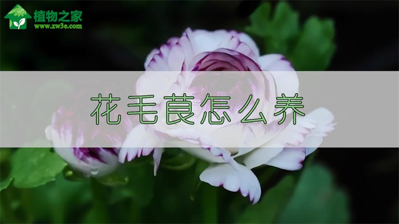 花毛茛怎么养