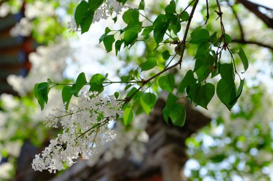 丁香花盆栽怎么养