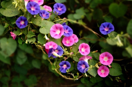 牵牛花午时花夜来香这三种花被称为什么