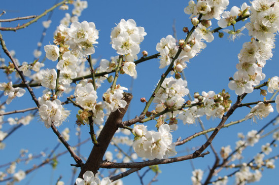 梅菊竹兰顺序