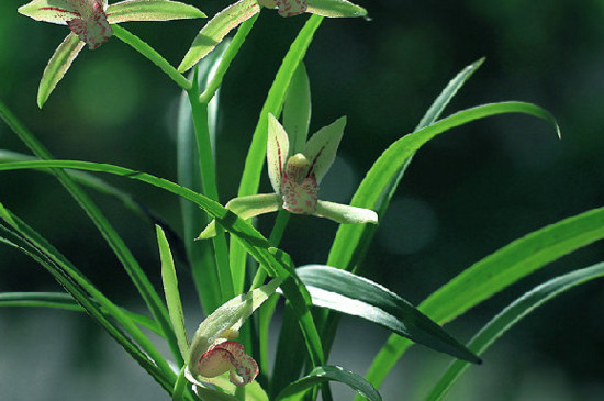 梅菊竹兰顺序