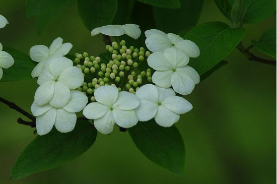 绣球荚蒾怎么栽培管理