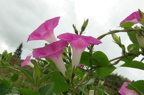 牵牛花怎么种植方法