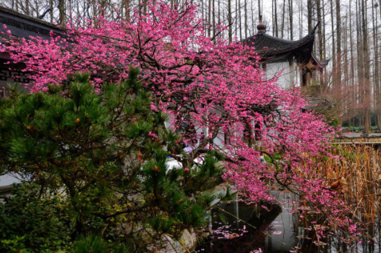 地栽梅花大树如何修剪