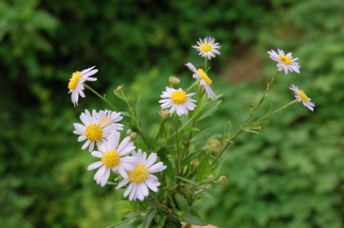 菊花春天会开花吗