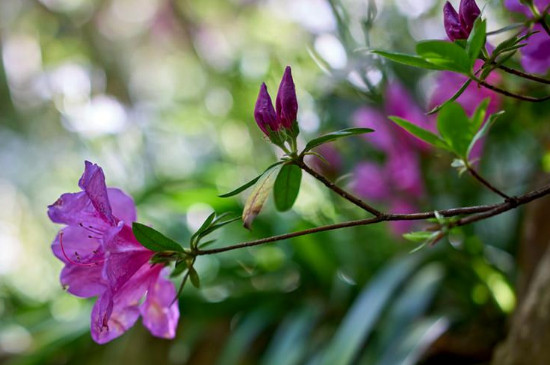 杜鹃花花谢后花梗要剪掉吗